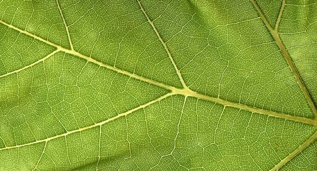 Textura de la vena de la hoja