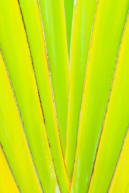 Texturas verdes hermosas de la hoja del plátano para el fondo