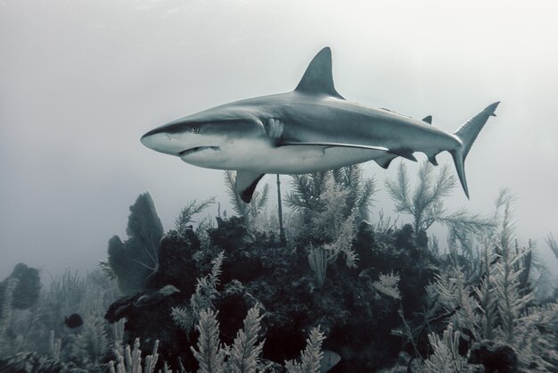 tiburón nadando sobre corales