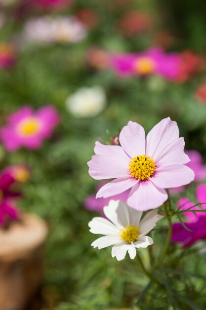 Tiempo de primavera llega