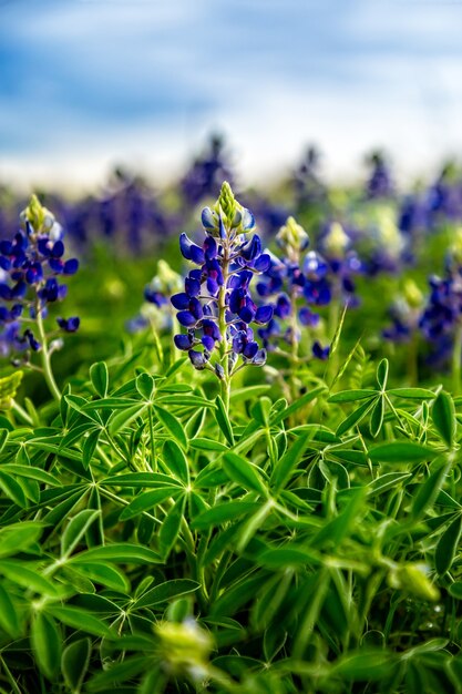 El tiempo de primavera en Texas, campo con capós azules florecientes