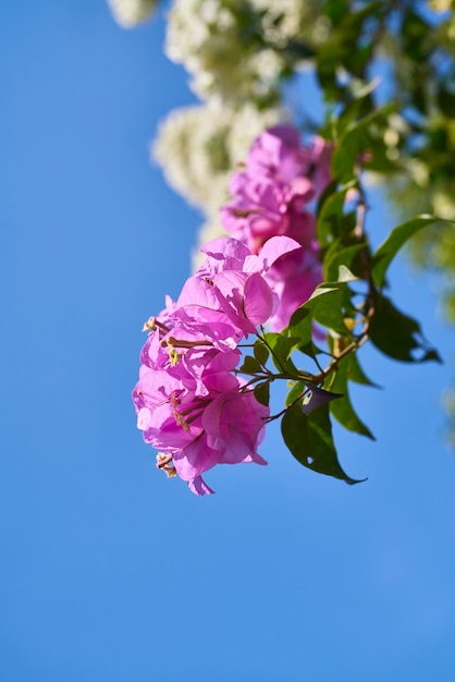 Tiempo de primavera