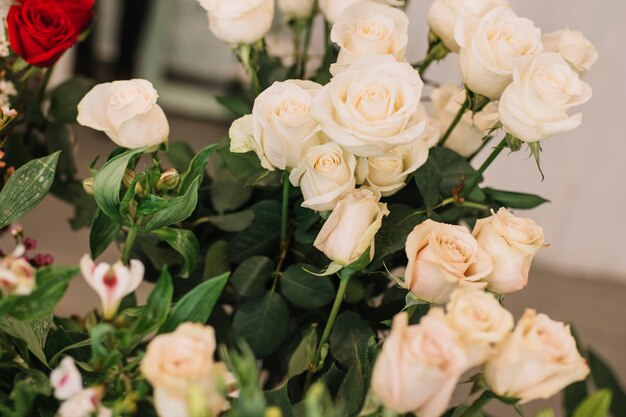 Tiernas rosas blancas en racimo