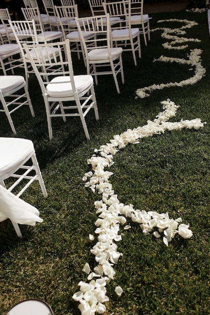 Tierno pétalos blancos se encuentran en la hierba verde a lo largo de sillas blancas