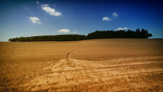 Tierra desértica y bosque