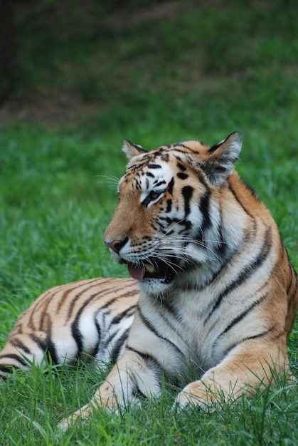 Tiger relazing en una zona cubierta de hierba.