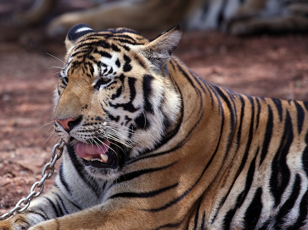 Foto gratuita tigre asiático, cicatrizarse