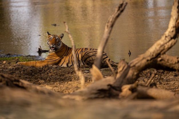 Tigre asombroso en el hábitat natural. Postura del tigre durante el tiempo de la luz dorada. Escena de vida silvestre con animales de peligro. Verano caluroso en la India. Área seca con hermoso tigre indio