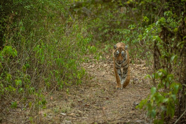 Tigre asombroso en el hábitat natural. Postura del tigre durante el tiempo de la luz dorada. Escena de vida silvestre con animales de peligro. Verano caluroso en la India. Área seca con hermoso tigre indio