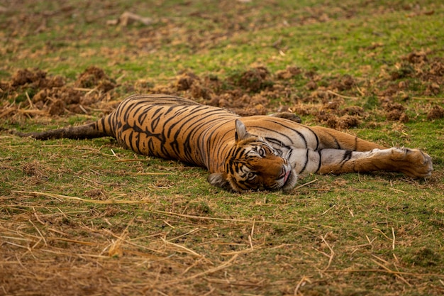 Tigre asombroso en el hábitat natural. Postura del tigre durante el tiempo de la luz dorada. Escena de vida silvestre con animales de peligro. Verano caluroso en la India. Área seca con hermoso tigre indio