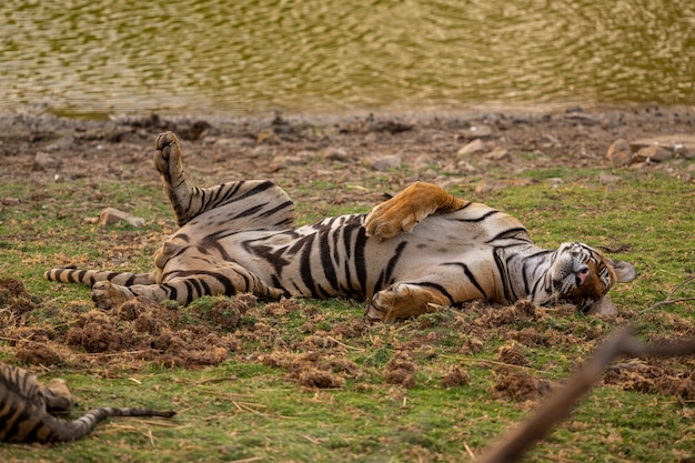 Tigre asombroso en el hábitat natural. Postura del tigre durante el tiempo de la luz dorada. Escena de vida silvestre con animales de peligro. Verano caluroso en la India. Área seca con hermoso tigre indio