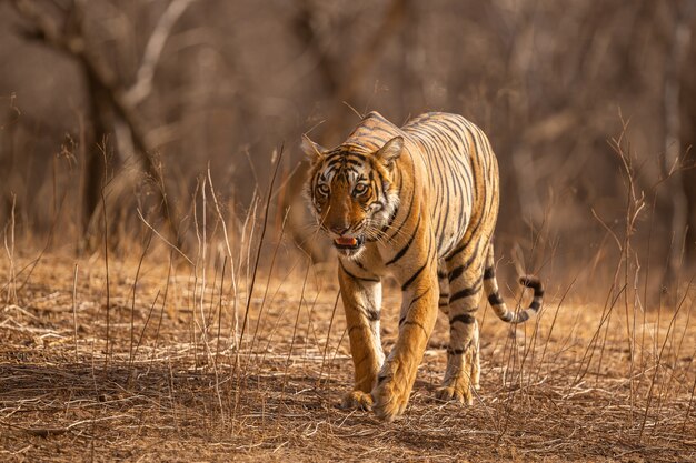 Tigre asombroso en el hábitat natural. Postura del tigre durante el tiempo de la luz dorada. Escena de vida silvestre con animales de peligro. Verano caluroso en la India. Área seca con hermoso tigre indio