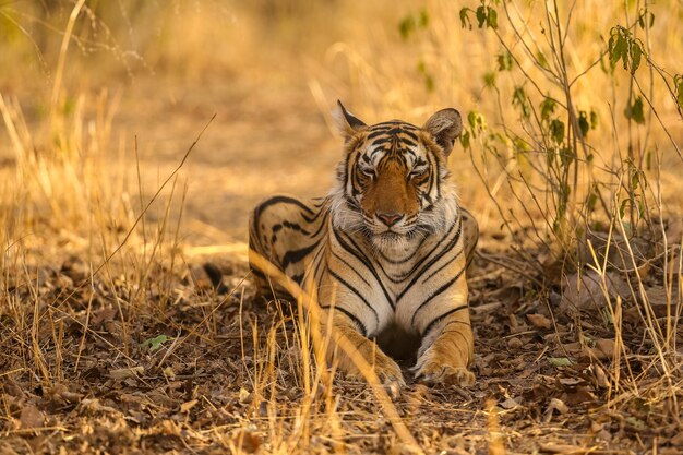 Tigre asombroso en el hábitat natural. Postura del tigre durante el tiempo de la luz dorada. Escena de vida silvestre con animales de peligro. Verano caluroso en la India. Área seca con hermoso tigre indio