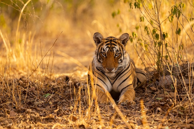 Tigre asombroso en el hábitat natural. Postura del tigre durante el tiempo de la luz dorada. Escena de vida silvestre con animales de peligro. Verano caluroso en la India. Área seca con hermoso tigre indio