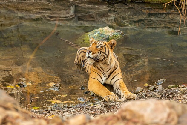 Tigre asombroso en el hábitat natural. Postura del tigre durante el tiempo de la luz dorada. Escena de vida silvestre con animales de peligro. Verano caluroso en la India. Área seca con hermoso tigre indio