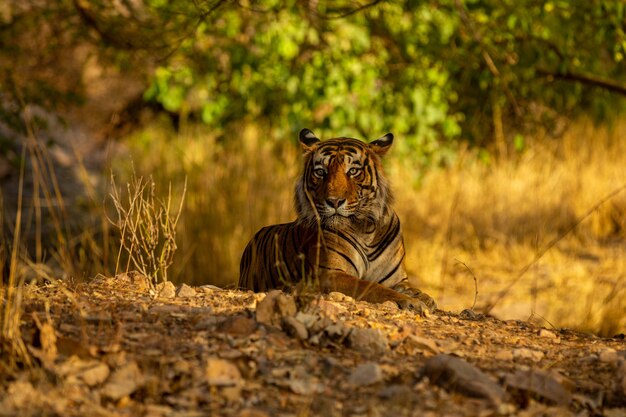 Tigre asombroso en el hábitat natural. Postura del tigre durante el tiempo de la luz dorada. Escena de vida silvestre con animales de peligro. Verano caluroso en la India. Área seca con hermoso tigre indio