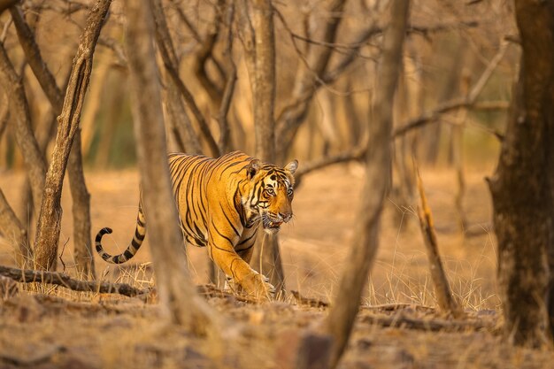 Tigre asombroso en el hábitat natural. Postura del tigre durante el tiempo de la luz dorada