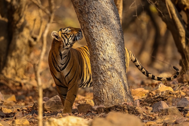 Tigre asombroso en el hábitat natural. Postura del tigre durante el tiempo de la luz dorada