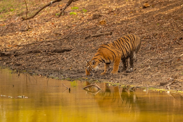 Foto gratuita tigre asombroso en el hábitat natural. postura del tigre durante el tiempo de la luz dorada