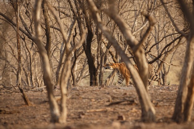 Tigre de Bengala real salvaje en el hábitat natural del Parque Nacional Ranthambhore