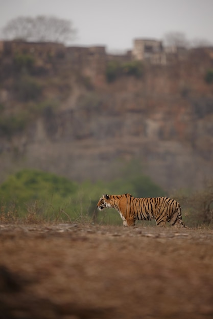 Tigre de Bengala real salvaje en el hábitat natural del Parque Nacional Ranthambhore