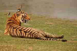 Foto gratuita tigre de bengala real salvaje en el hábitat natural del parque nacional ranthambhore