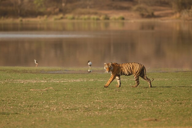 Tigre de Bengala real salvaje en el hábitat natural del Parque Nacional Ranthambhore