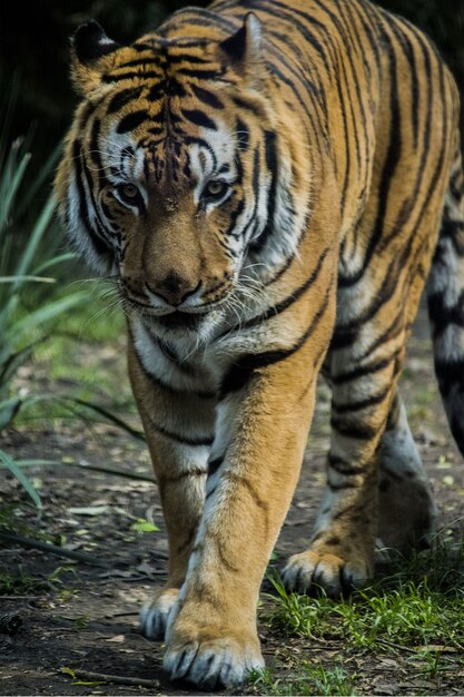 tigre caminando en la tierra cubierta de hierba