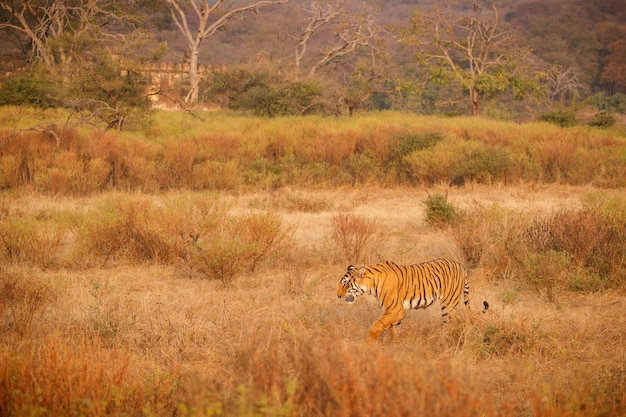Foto gratuita tigre en el hábitat natural tigre macho caminando cabeza en composición escena de vida silvestre con animales peligrosos verano caluroso en rajasthan india árboles secos con hermoso tigre indio panthera tigris