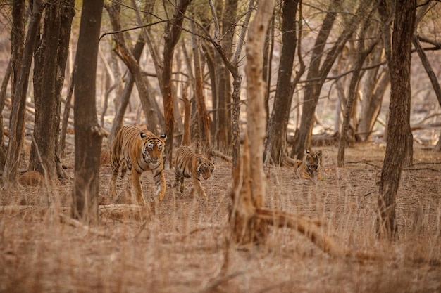 Tigre en el hábitat natural Tigre macho caminando cabeza en composición Escena de vida silvestre con animales peligrosos Verano caluroso en Rajasthan India Árboles secos con hermoso tigre indio Panthera tigris