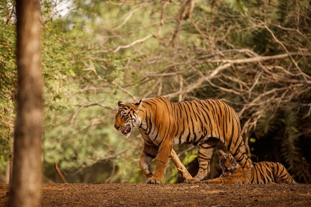 Tigre en el hábitat natural Tigre macho caminando cabeza en composición Escena de vida silvestre con animales peligrosos Verano caluroso en Rajasthan India Árboles secos con hermoso tigre indio Panthera tigris