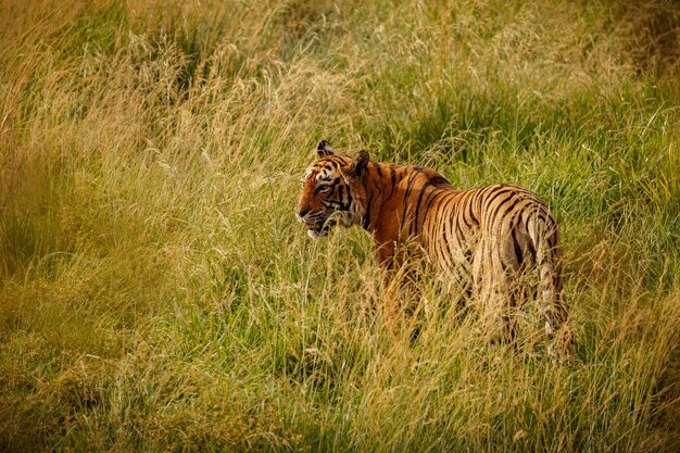 Tigre en el hábitat natural Tigre macho caminando cabeza en composición Escena de vida silvestre con animales peligrosos Verano caluroso en Rajasthan India Árboles secos con hermoso tigre indio Panthera tigris