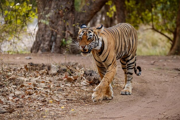 Tigre en el hábitat natural Tigre macho caminando cabeza en composición Escena de vida silvestre con animales peligrosos Verano caluroso en Rajasthan India Árboles secos con hermoso tigre indio Panthera tigris