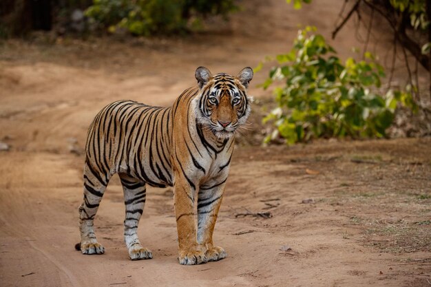 Tigre en el hábitat natural Tigre macho caminando cabeza en composición Escena de vida silvestre con animales peligrosos Verano caluroso en Rajasthan India Árboles secos con hermoso tigre indio Panthera tigris