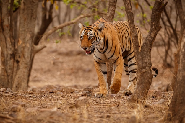 Tigre en el hábitat natural Tigre macho caminando cabeza en composición Escena de vida silvestre con animales peligrosos Verano caluroso en Rajasthan India Árboles secos con hermoso tigre indio Panthera tigris