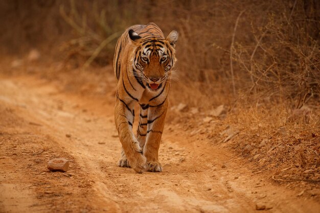 Tigre en el hábitat natural Tigre macho caminando cabeza en composición Escena de vida silvestre con animales peligrosos Verano caluroso en Rajasthan India Árboles secos con hermoso tigre indio Panthera tigris