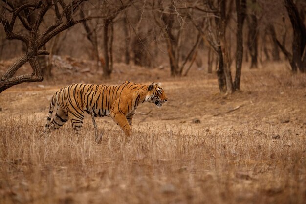 Tigre en el hábitat natural Tigre macho caminando cabeza en composición Escena de vida silvestre con animales peligrosos Verano caluroso en Rajasthan India Árboles secos con hermoso tigre indio Panthera tigris