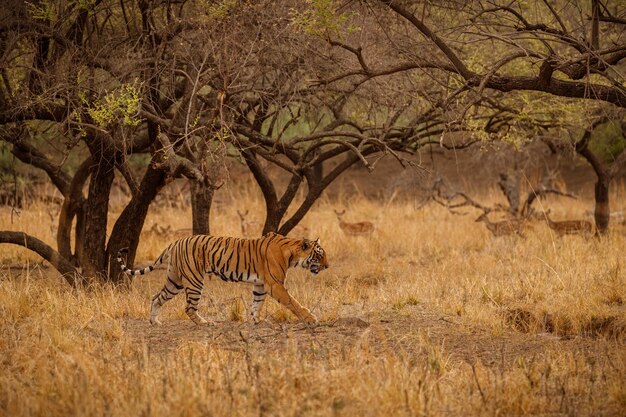 Tigre en el hábitat natural Tigre macho caminando cabeza en composición Escena de vida silvestre con animales peligrosos Verano caluroso en Rajasthan India Árboles secos con hermoso tigre indio Panthera tigris