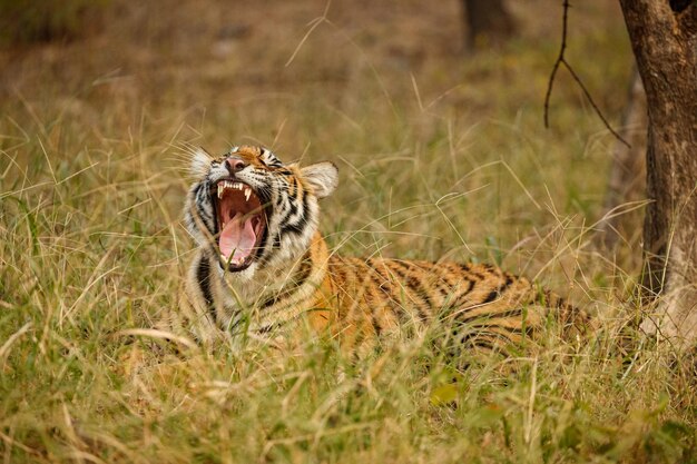 Tigre en el hábitat natural Tigre macho caminando cabeza en composición Escena de vida silvestre con animales peligrosos Verano caluroso en Rajasthan India Árboles secos con hermoso tigre indio Panthera tigris