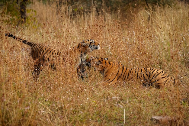 Tigre en el hábitat natural Tigre macho caminando cabeza en composición Escena de vida silvestre con animales peligrosos Verano caluroso en Rajasthan India Árboles secos con hermoso tigre indio Panthera tigris