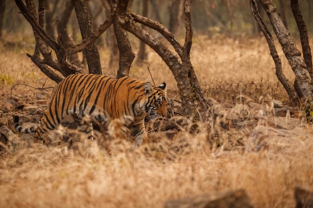 Tigre en el hábitat natural Tigre macho caminando cabeza en composición Escena de vida silvestre con animales peligrosos Verano caluroso en Rajasthan India Árboles secos con hermoso tigre indio Panthera tigris