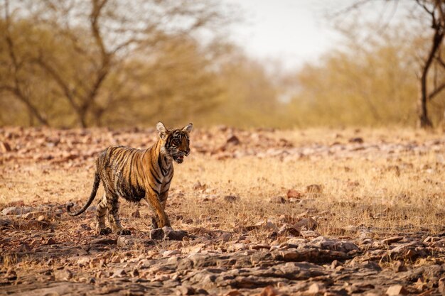 Tigre en el hábitat natural Tigre macho caminando cabeza en composición Escena de vida silvestre con animales peligrosos Verano caluroso en Rajasthan India Árboles secos con hermoso tigre indio Panthera tigris