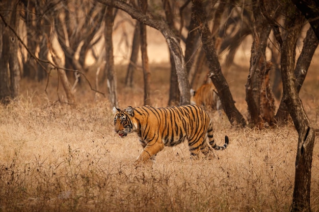 Tigre en el hábitat natural Tigre macho caminando cabeza en composición Escena de vida silvestre con animales peligrosos Verano caluroso en Rajasthan India Árboles secos con hermoso tigre indio Panthera tigris