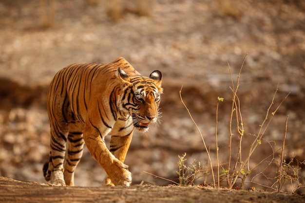 Tigre en el hábitat natural Tigre macho caminando cabeza en composición Escena de vida silvestre con animales peligrosos Verano caluroso en Rajasthan India Árboles secos con hermoso tigre indio Panthera tigris