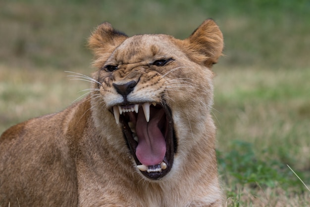 Tigre rugiendo en una jungla