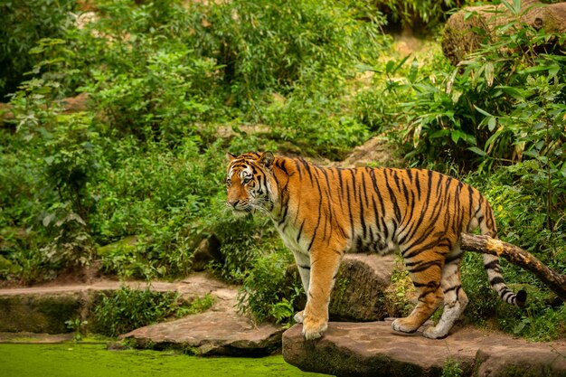 Tigre siberiano Panthera tigris altaica nadando en el agua directamente frente al fotógrafo Depredador peligroso en acción Tigre en hábitat de taiga verde Hermoso animal salvaje en cautiverio