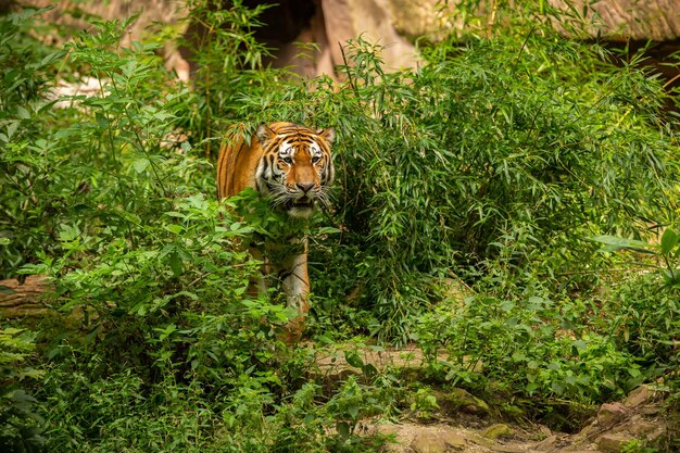 Tigre siberiano Panthera tigris altaica nadando en el agua directamente frente al fotógrafo Depredador peligroso en acción Tigre en hábitat de taiga verde Hermoso animal salvaje en cautiverio