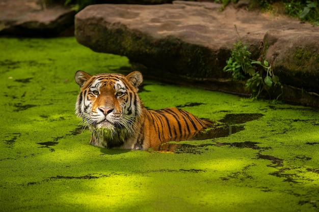 Tigre siberiano Panthera tigris altaica nadando en el agua directamente frente al fotógrafo Depredador peligroso en acción Tigre en hábitat de taiga verde Hermoso animal salvaje en cautiverio