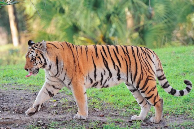 Tigre sobre hierba