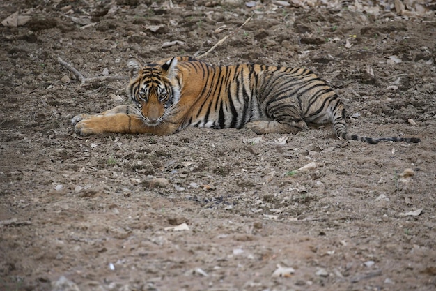 Tigre en su hábitat natural